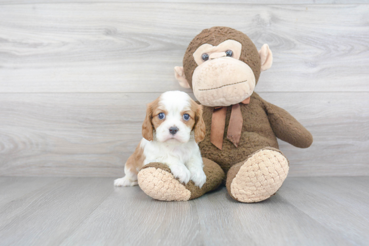 Best Cavalier King Charles Spaniel Baby