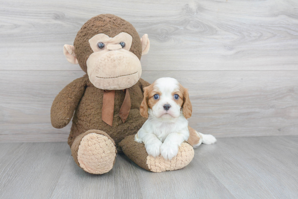 Cavalier King Charles Spaniel Puppy for Adoption