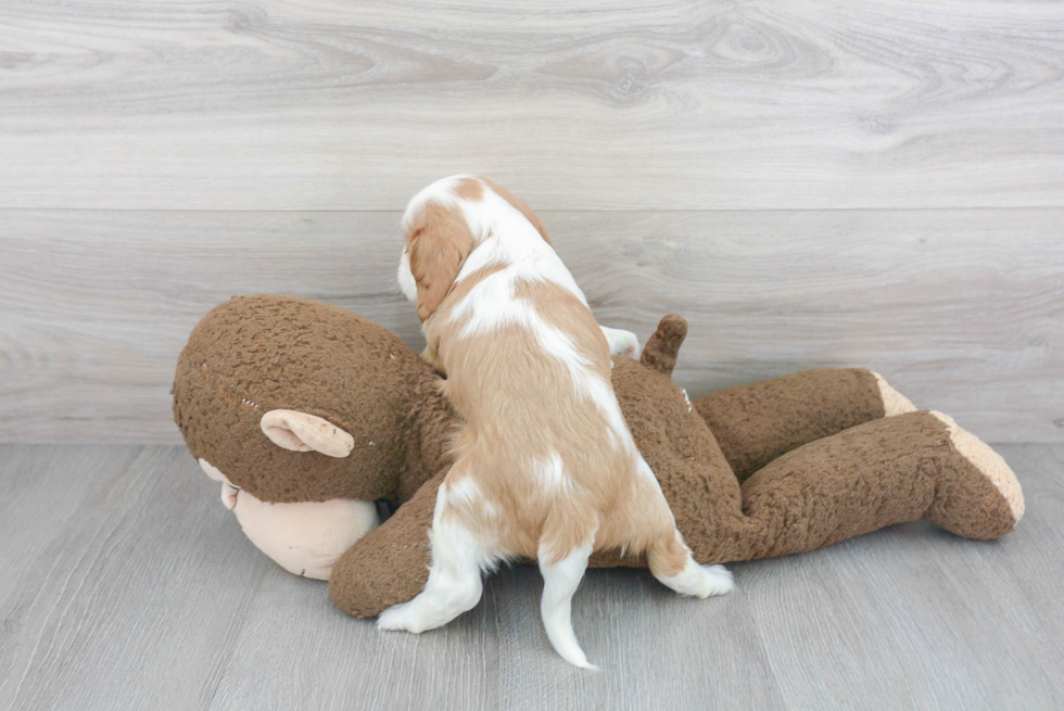 Playful Cavalier King Charles Spaniel Purebred Pup