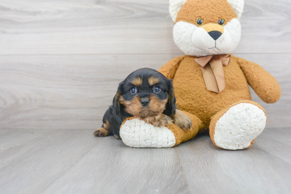 Cavalier King Charles Spaniel Puppy for Adoption