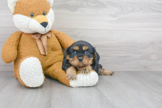 Best Cavalier King Charles Spaniel Baby