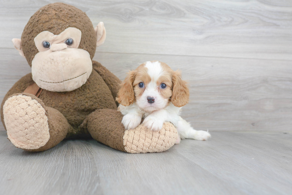 Sweet Cavalier King Charles Spaniel Purebred Puppy