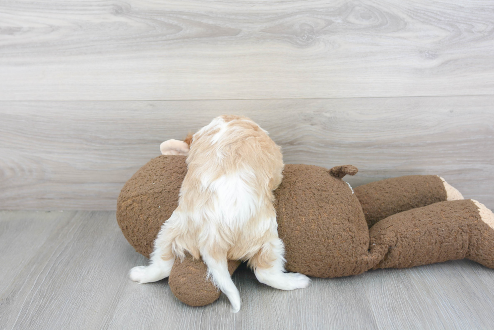 Best Cavalier King Charles Spaniel Baby