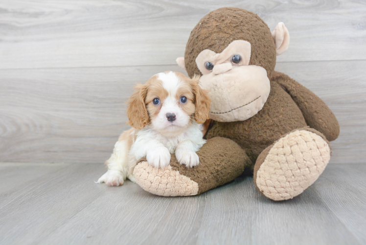 Funny Cavalier King Charles Spaniel Purebred Pup