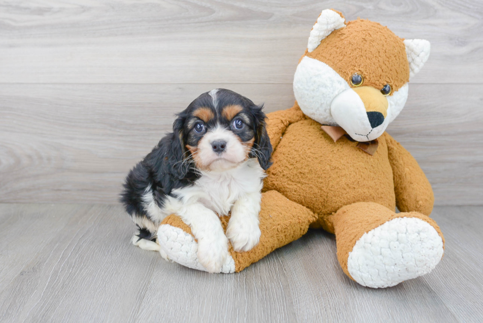 Cavalier King Charles Spaniel Pup Being Cute