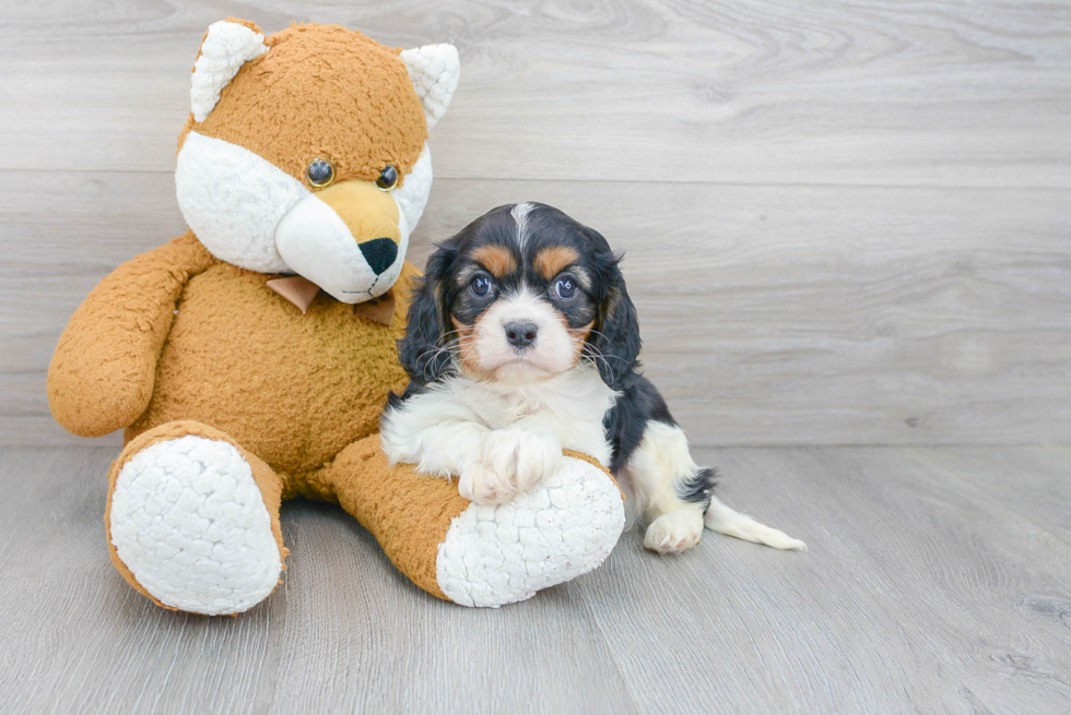 Best Cavalier King Charles Spaniel Baby