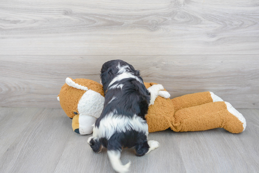 Fluffy Cavalier King Charles Spaniel Purebred Puppy