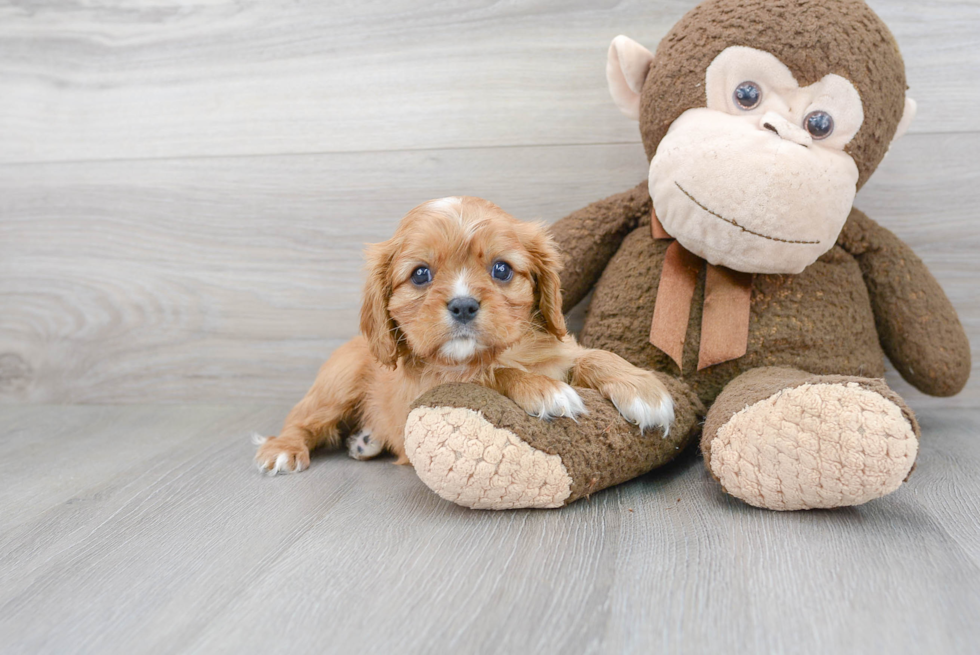 Cute Cavalier King Charles Spaniel Purebred Puppy