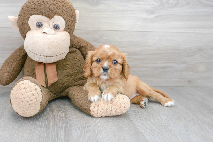 Cute Cavalier King Charles Spaniel Baby