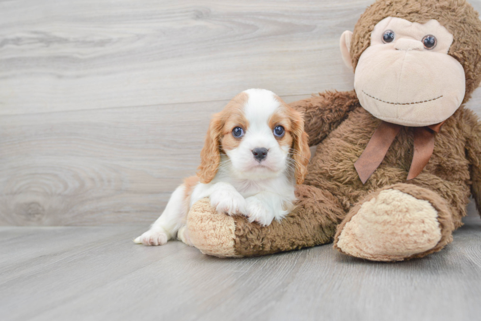 Energetic Cavalier King Charles Spaniel Purebred Puppy