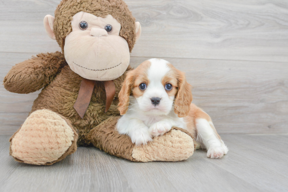 Petite Cavalier King Charles Spaniel Purebred Puppy