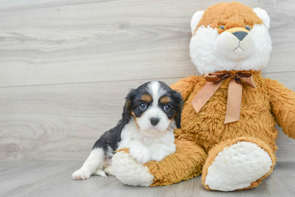 Best Cavalier King Charles Spaniel Baby