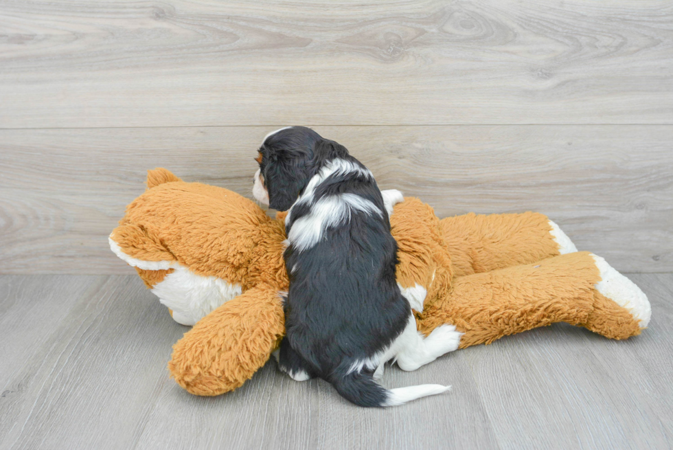 Popular Cavalier King Charles Spaniel Purebred Pup