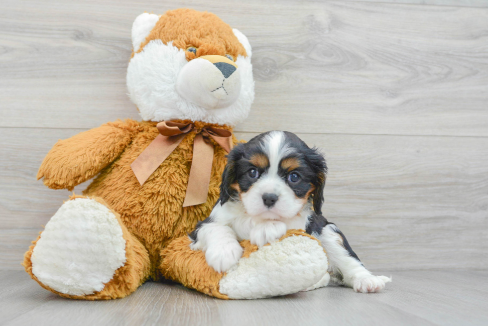 Akc Registered Cavalier King Charles Spaniel Baby