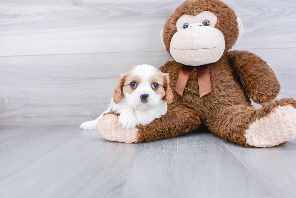 Cavalier King Charles Spaniel Pup Being Cute