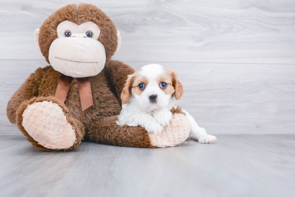 Best Cavalier King Charles Spaniel Baby