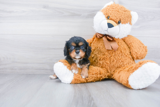 Cute Cavalier King Charles Spaniel Purebred Puppy