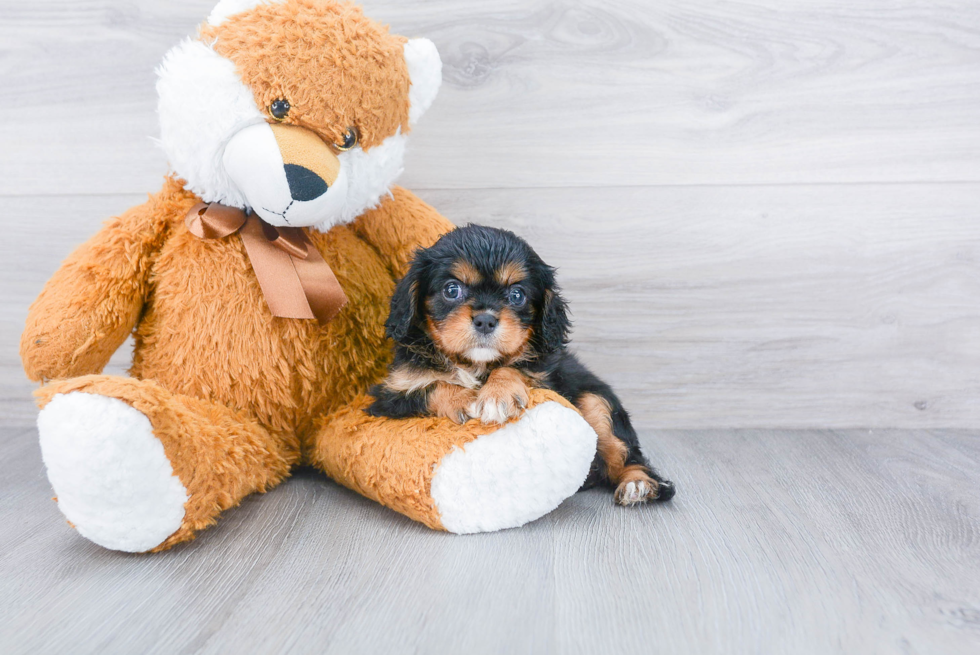 Little Cavalier King Charles Spaniel Purebred Pup