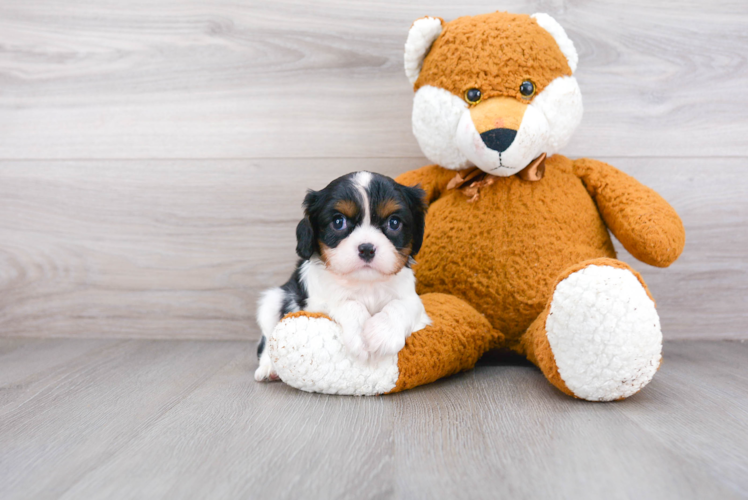 Funny Cavalier King Charles Spaniel Purebred Pup