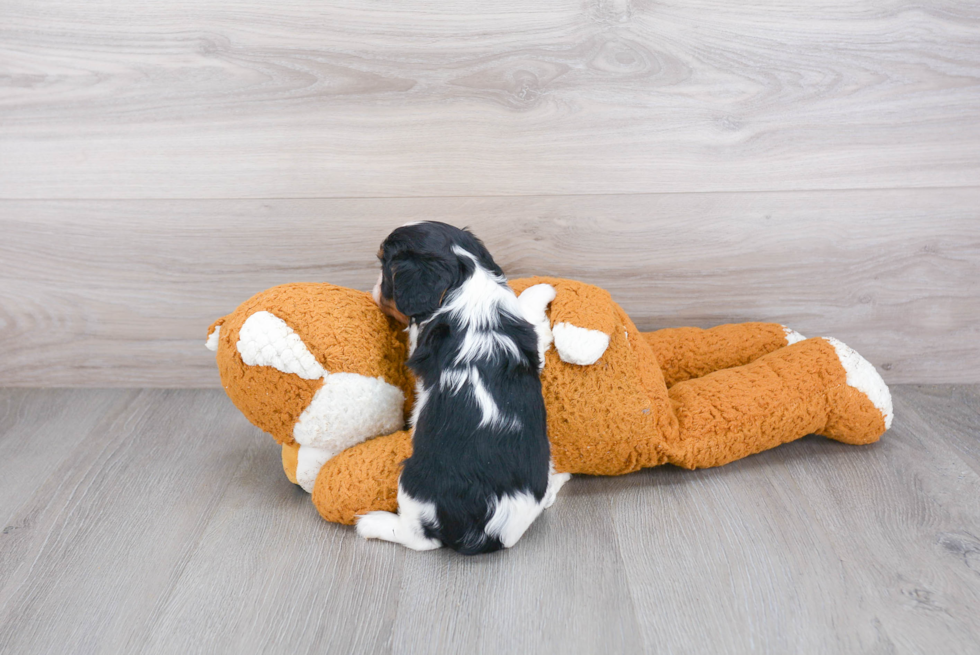 Little Cavalier King Charles Spaniel Purebred Pup