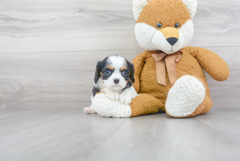 Best Cavalier King Charles Spaniel Baby