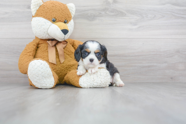 Cavalier King Charles Spaniel Puppy for Adoption