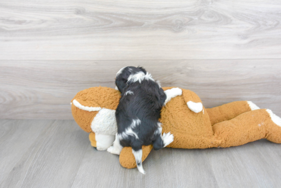 Energetic Cavalier King Charles Spaniel Purebred Puppy