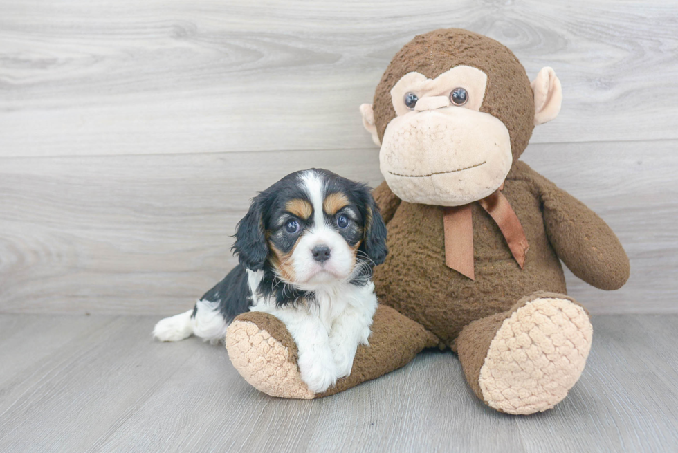 Cavalier King Charles Spaniel Pup Being Cute