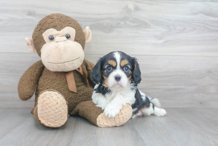 Funny Cavalier King Charles Spaniel Purebred Pup