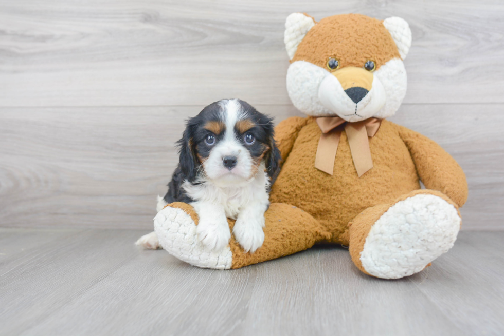 Best Cavalier King Charles Spaniel Baby