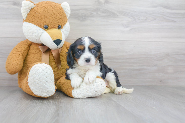 Hypoallergenic Cavalier King Charles Spaniel Baby