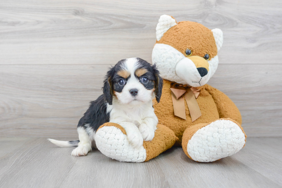 Friendly Cavalier King Charles Spaniel Purebred Pup