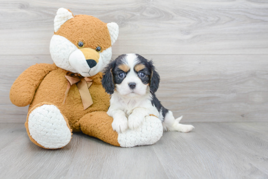 Cavalier King Charles Spaniel Puppy for Adoption