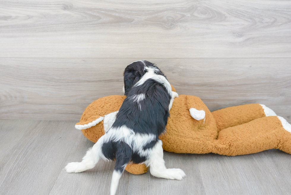 Best Cavalier King Charles Spaniel Baby