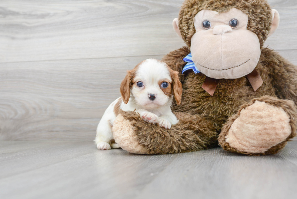 Cavalier King Charles Spaniel Pup Being Cute