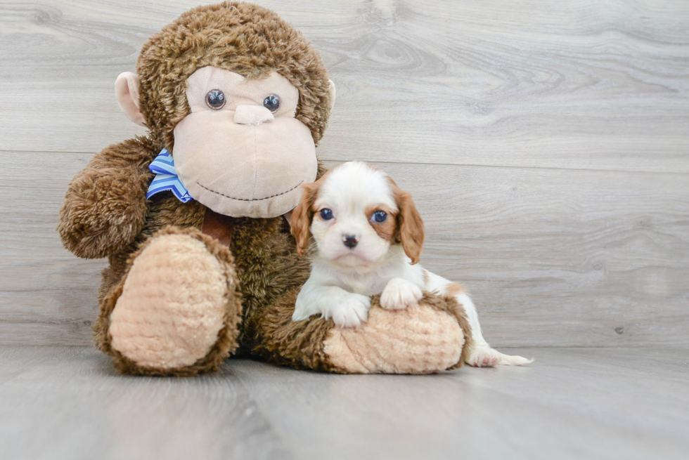 Happy Cavalier King Charles Spaniel Purebred Puppy