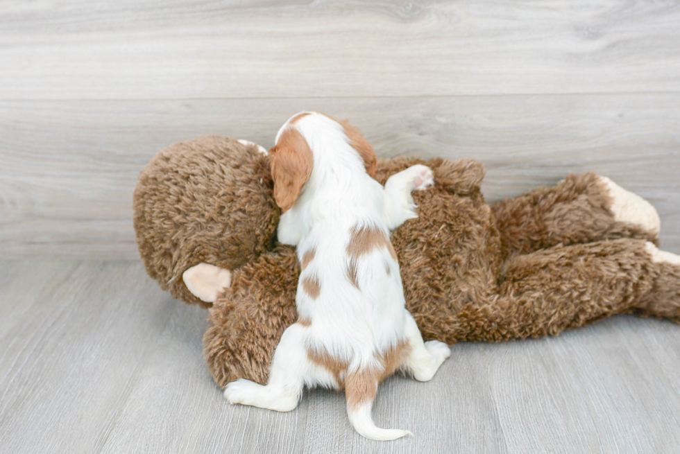 Best Cavalier King Charles Spaniel Baby