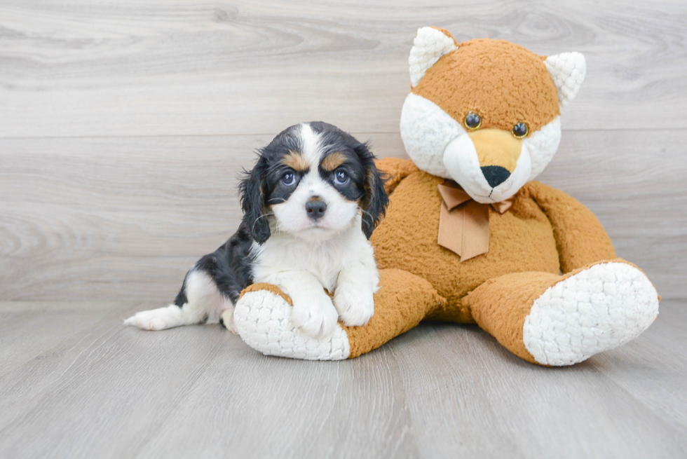 Friendly Cavalier King Charles Spaniel Purebred Pup