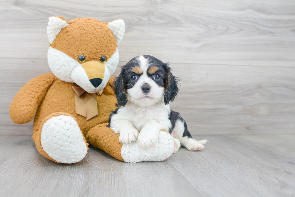 Akc Registered Cavalier King Charles Spaniel Purebred Pup