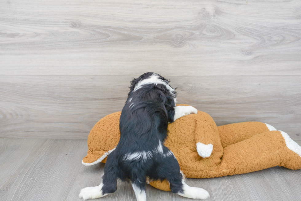 Fluffy Cavalier King Charles Spaniel Purebred Puppy