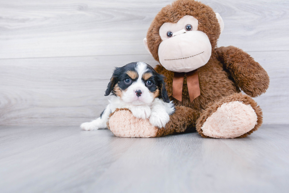 Cavalier King Charles Spaniel Pup Being Cute