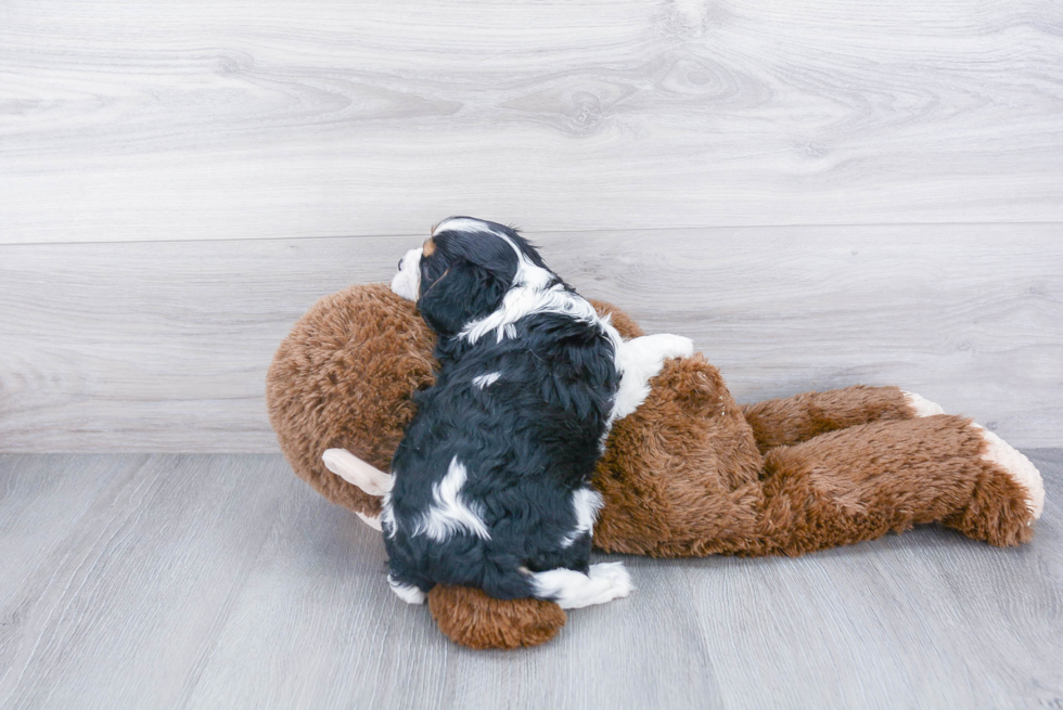 Adorable Cavalier King Charles Spaniel Purebred Puppy