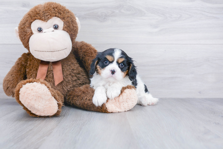 Best Cavalier King Charles Spaniel Baby