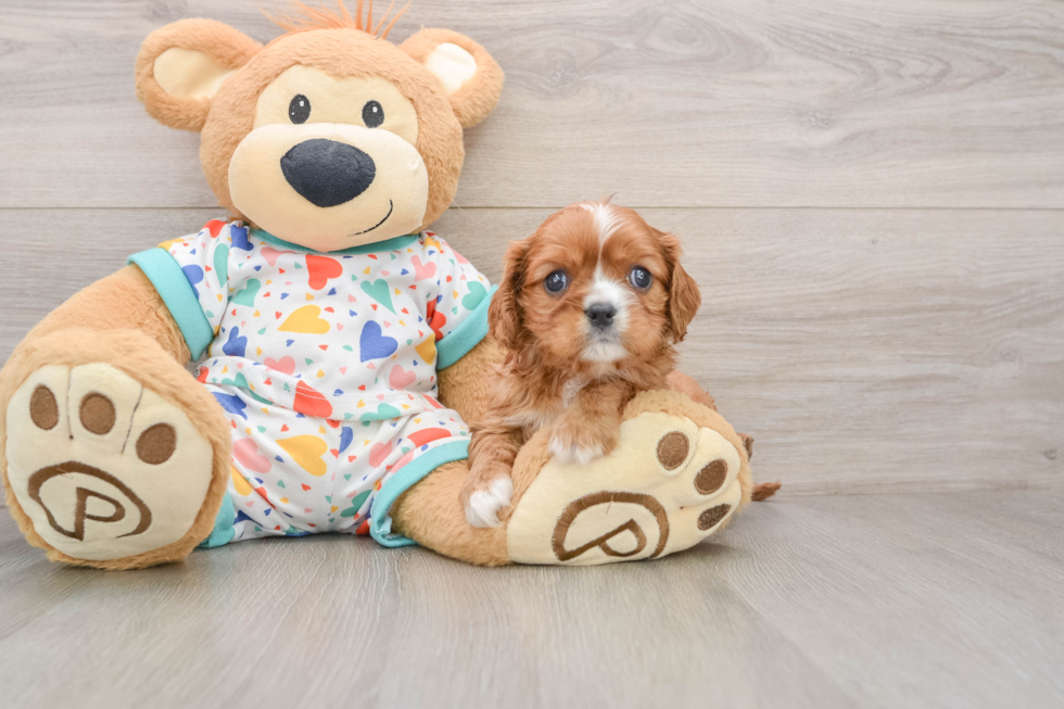 Cavalier King Charles Spaniel Puppy for Adoption