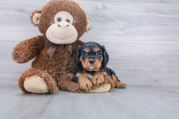 Sweet Cavalier King Charles Spaniel Purebred Puppy