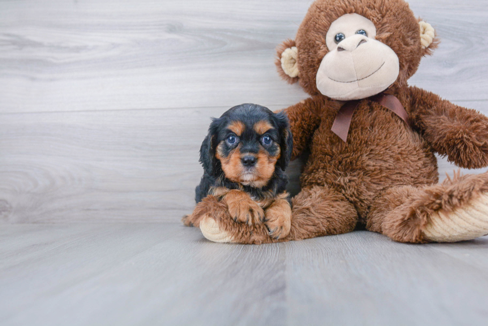 Cavalier King Charles Spaniel Puppy for Adoption