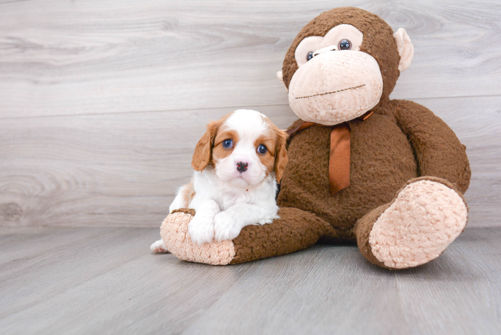 Playful Cavalier King Charles Spaniel Baby