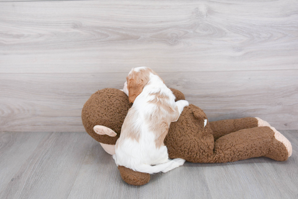 Little Cavalier King Charles Spaniel Purebred Pup