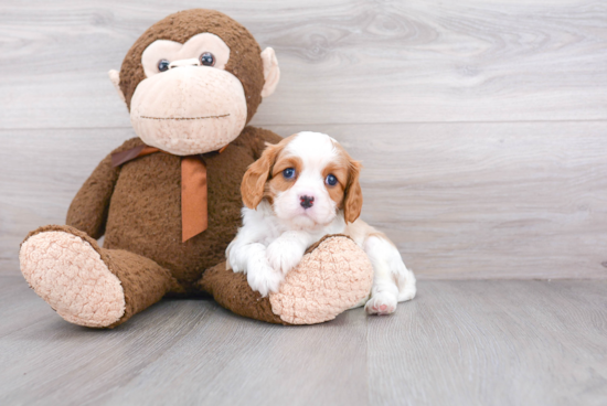 Cavalier King Charles Spaniel Puppy for Adoption