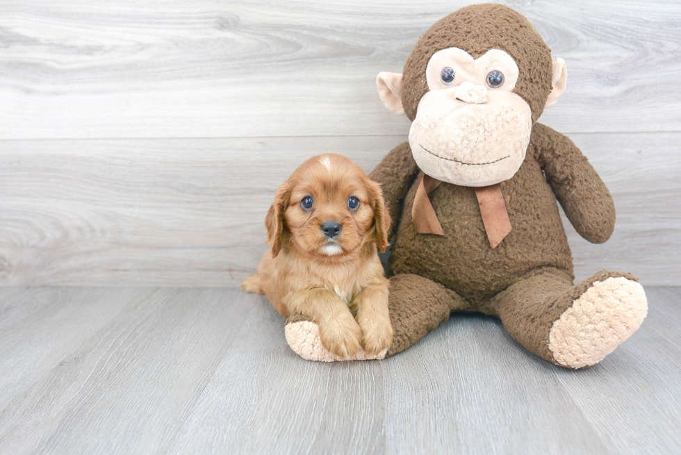 Little Cavalier King Charles Spaniel Purebred Pup